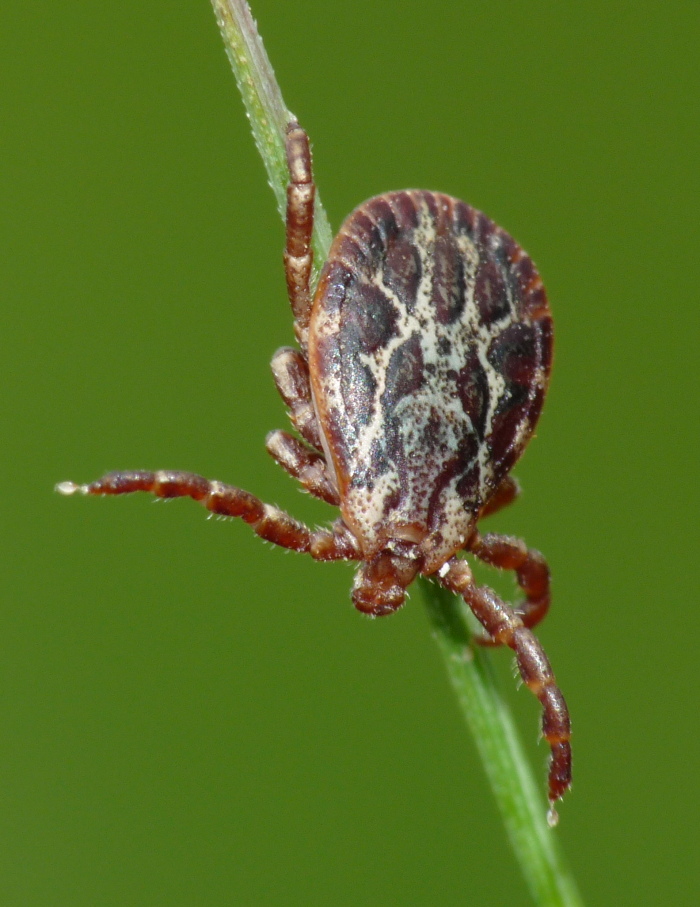 Dermacentor marginatus (Ixodidae)